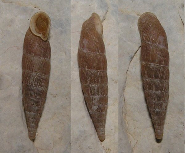 Laciniaria plicata Draparnaud 1801 della Svizzera